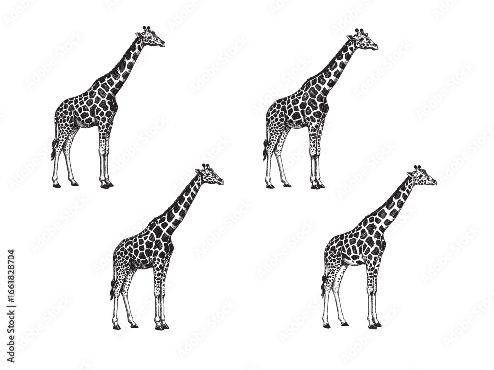 Obraz premium Vintage engraving of giraffe with detailed spots elongated neck and elegant stance in classic style
