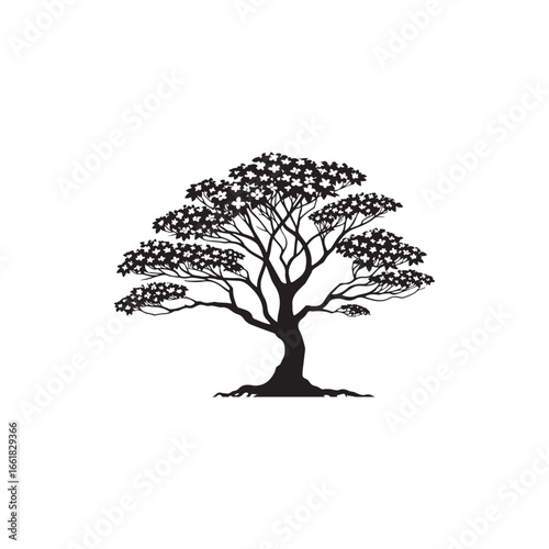 Dogwood Tree Silhouette Isolated on White Background.