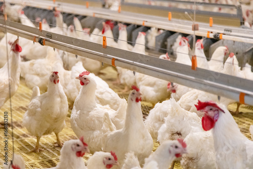 Breeding chickens are on the farm.