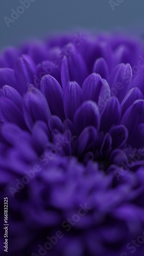 close up of violet flower