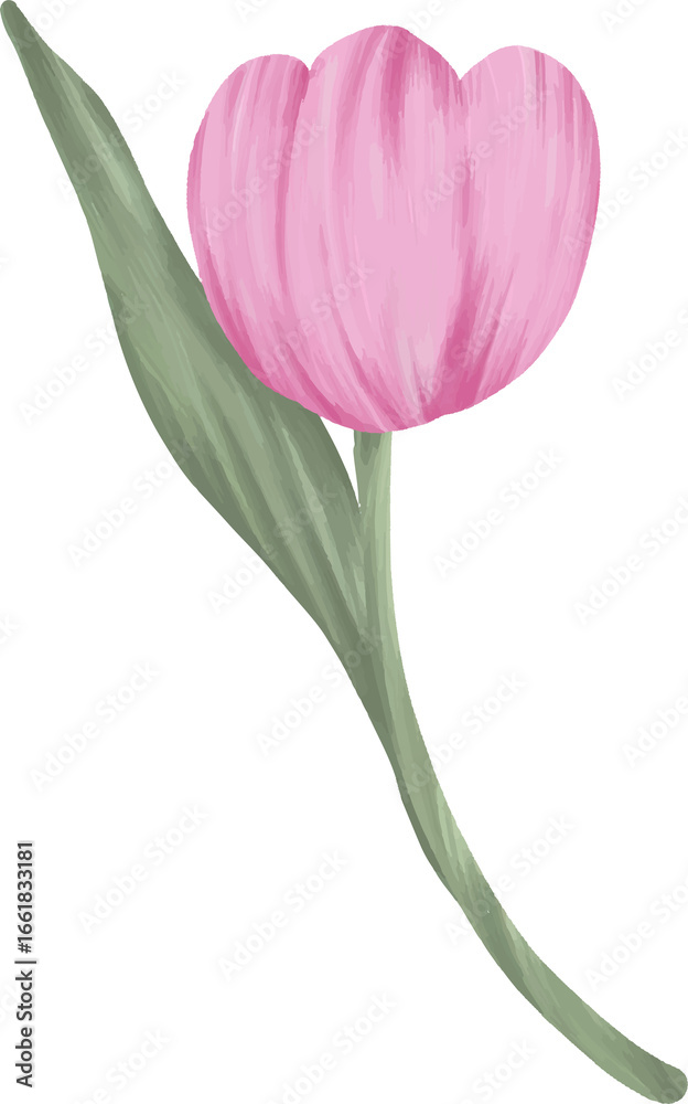 Fototapeta premium Single Pink Tulip