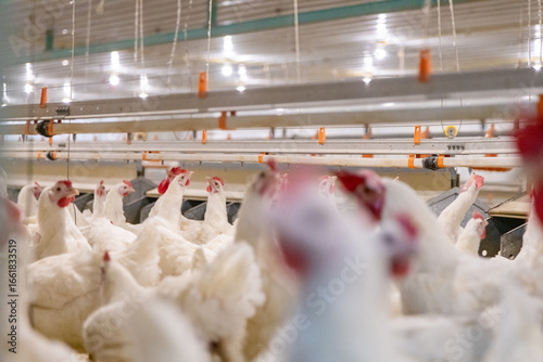 Well-raised chickens on a farm