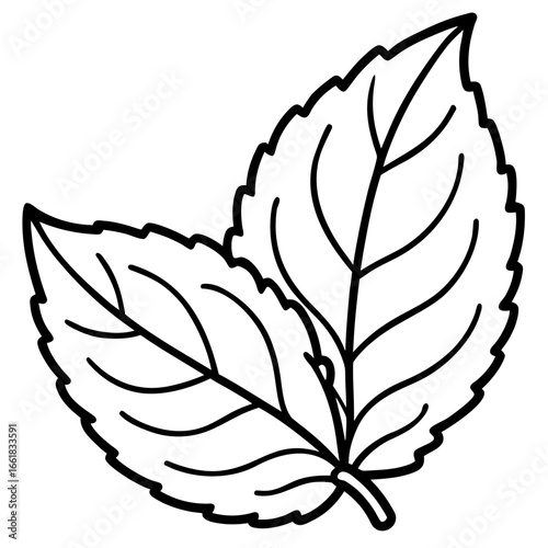 Lemon Balm Leaf Outline Vector