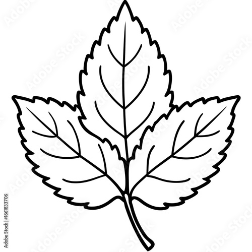 Lemon Balm Leaf Outline Vector