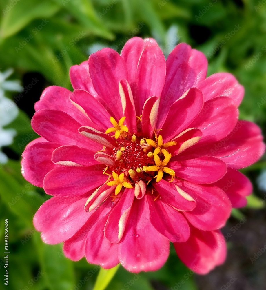 Fototapeta premium pink dahlia flower