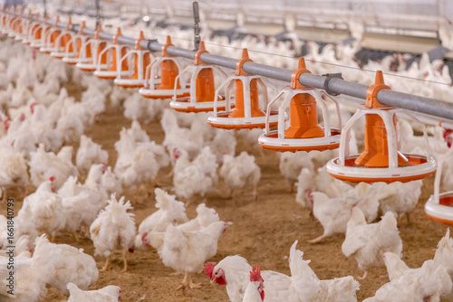 Breeding chickens are on the farm.