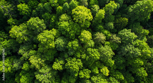 Fototapeta Naklejka Na Ścianę i Meble -  Aerial view of a dense forest filled with green trees tops