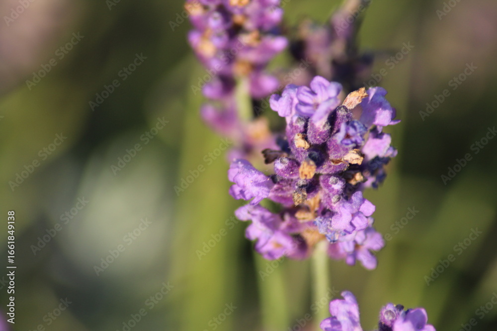 Obraz premium Lavender flower background with beautiful purple colors and bokeh lights. Blooming lavender in a field at sunset in Provence, France. Close up. Selective focus. Beautiful floral background 