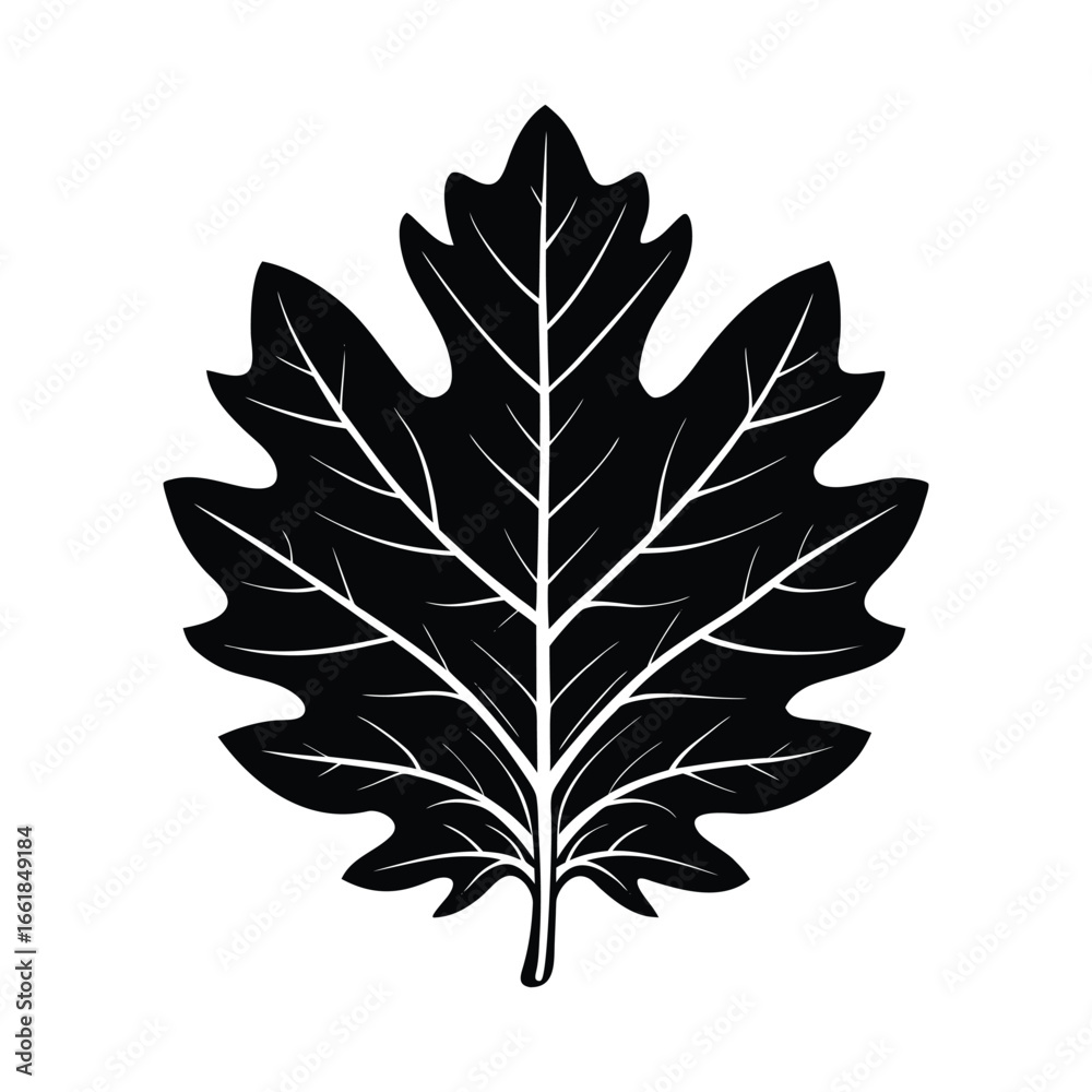 Fototapeta premium Black silhouette of an oak leaf with white veins on a white background