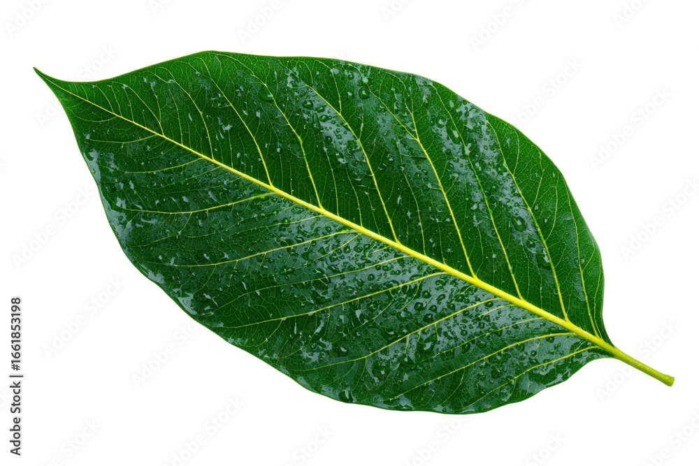 Obraz premium green fresh leaf isolated on white