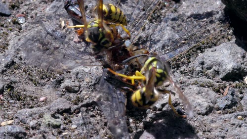 Macro video of Yellowjackets feeding on a dead dragonfly, showing detailed insect behavior, predation, and the cycle of nature.