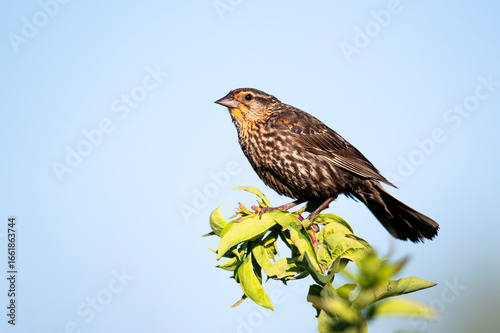 Female Red-winged blackbird (Agelaius phoeniceus), Prince's Island Park, Calgary, Alberta, Canada