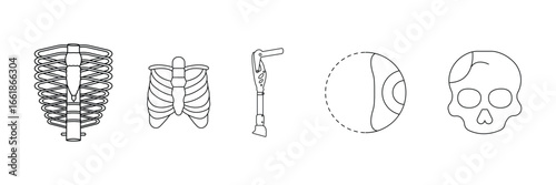 Human ribcage, skeleton bone, prosthetic limb, medical anatomy, skull structure, biology organ, health science, orthopedic device icon vector illustration.