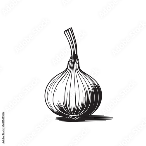 Vector art of a detailed black and white illustration of a single garlic bulb with a stem, isolated on white background