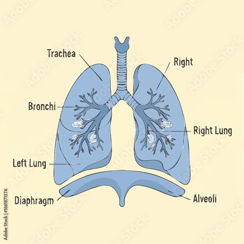 Anatomy Diagram for Educational Purposes in a Scientific Environment