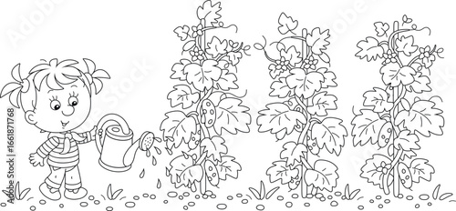 Happy little girl gardener watering cucumber plants in her summer kitchen garden, black and white vector cartoon illustration for a coloring book