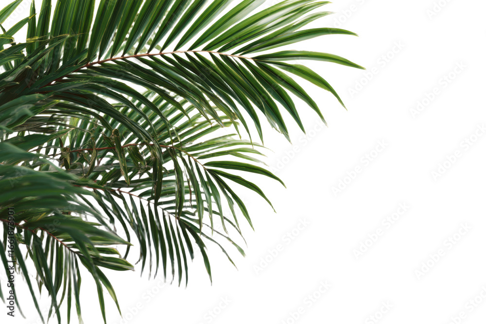 Fototapeta premium Natural palm frond on transparent background. Tropical green palm leaves. Tropics tree branch on white. Summer decoration design elements. Spring Summer clipart, Cut out, PNG