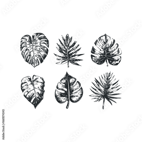 Monstera and palm leaf sketches collection