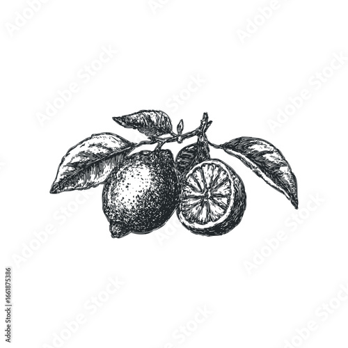 Hand Drawn Sketch of Two Lemons on a Branch with Leaves