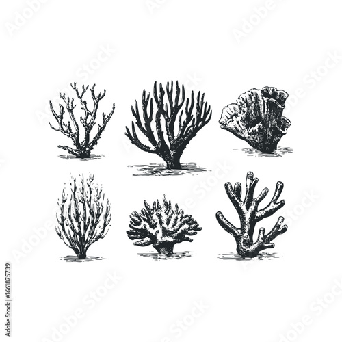 Collection of six diverse coral types sketched in black ink on a white background
