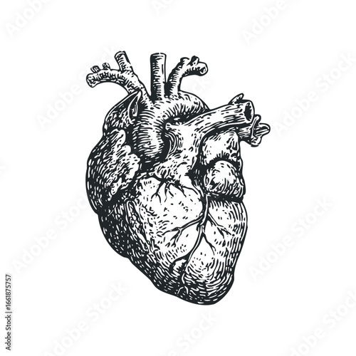 Detailed anatomical sketch of a human heart with textured vascular details