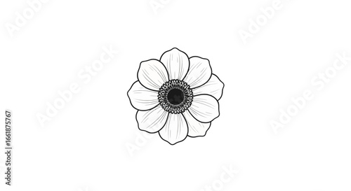 Delicate Anemone: A meticulously drawn monochrome anemone flower graces the frame, its petals radiating elegance and simplicity.