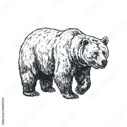 Sketch of a grizzly bear walking