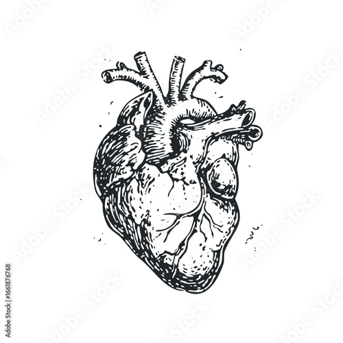 Black and white ink drawing of a realistic human heart with intricate details