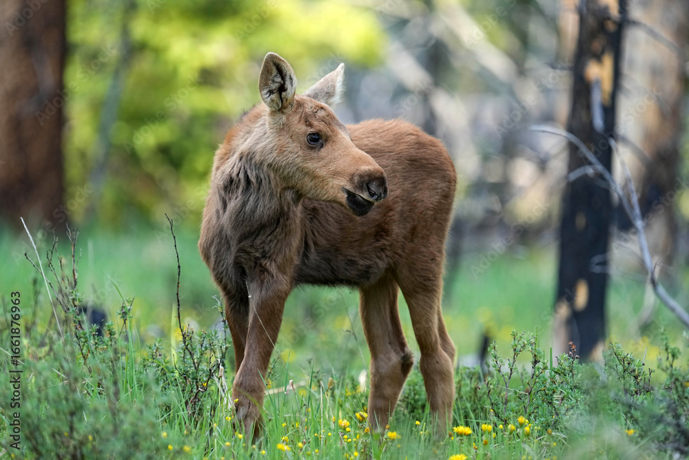 Fototapeta premium Curious moose calf in a meadow