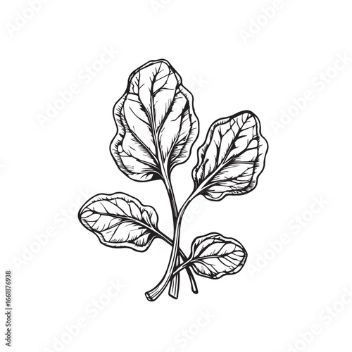 Vector art of a handdrawn illustration of fresh spinach leaves isolated on a white background, symbolizing healthy eating and organic produce