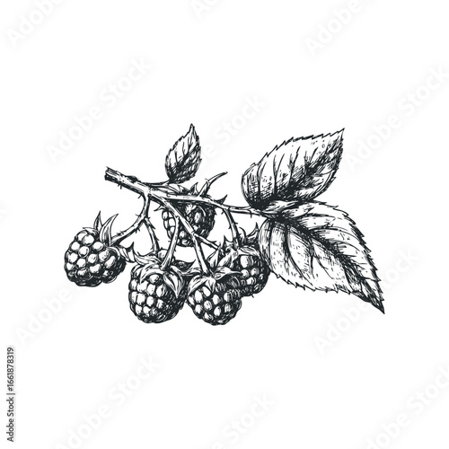 Hand drawn sketch of fresh raspberries on a thorny branch with leaves