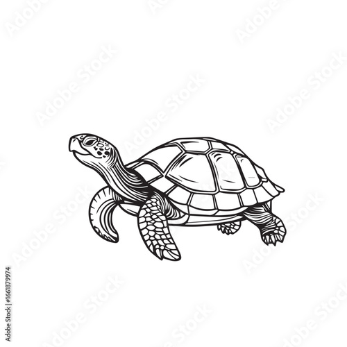 Vector art of an artistic black and white drawing of a turtle walking, isolated on white background