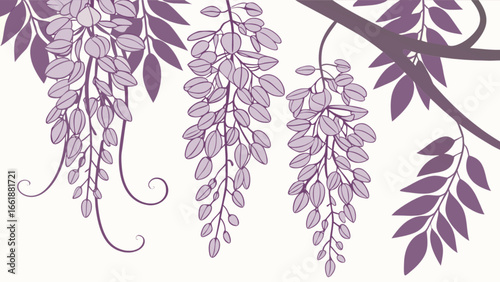 Wisteria flower vector illustration, purple wisteria drawing, floral design element, vine art, nature 95