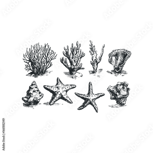 Collection of detailed etchings of various seashells and coral specimens