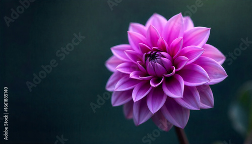 pink dahlia flower