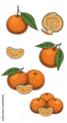 Fresh ripe oranges and tangerines with green leaves and segments on white background