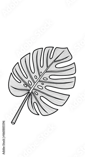 A detailed sketch of a monstera deliciosa leaf showing its unique pattern and natural beauty