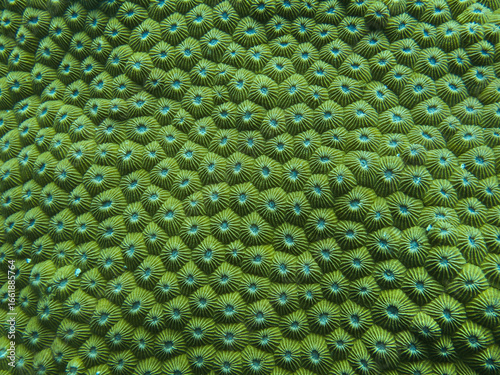 Macro underwater photograph of hard coral surface displaying a repeating star-shaped polyp pattern in vibrant green and blue hues, showcasing the detailed structure and natural geometry of coral reef.