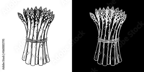 Isolated vector image of asparagus bunch on transparent and black backgrounds, pencil drawing, chalk drawing  