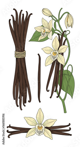 Aesthetic botanical illustration of vanilla beans and orchids a fragrant spice with delicate blossoms and pods