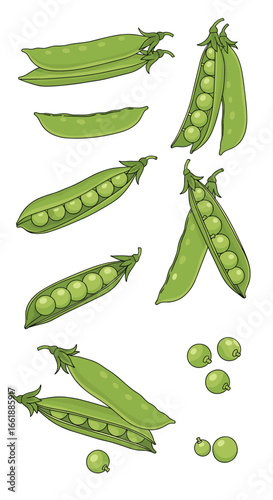 Fresh green pea pods and shelled peas for healthy eating and delicious cuisine