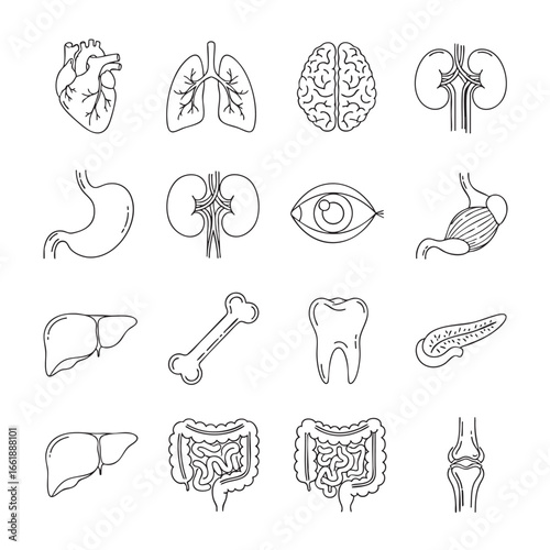 Collection of Hand Drawn Human Anatomy Icons Including Heart Lungs Brain Kidneys Stomach Liver Bone Tooth and Joint