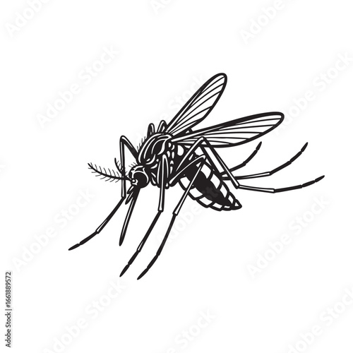 Detailed black and white illustration of a mosquito with wings spread and legs extended insect