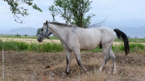 beautiful horse eating grass against the backdrop of mountains