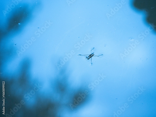 insect