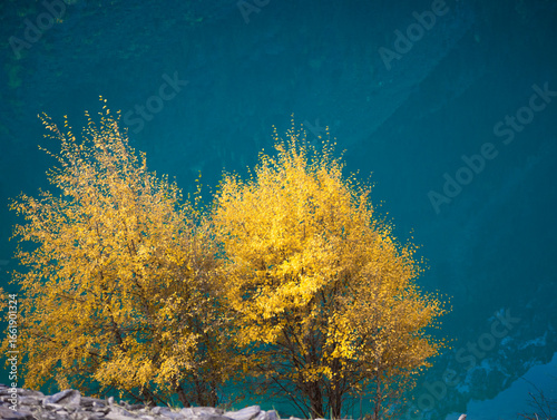 grunge autumn tree