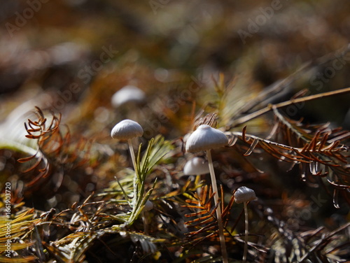 moss on the ground