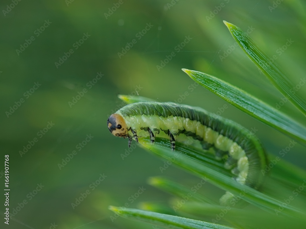 Fototapeta premium Green caterpillar crawling on pine needle with soft green background, macro insect photo