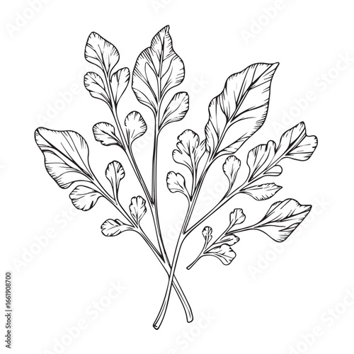 Vector art of fresh parsley herb isolated on white background, a bunch of green leaves used as a culinary ingredient for flavor and aroma in gourmet and healthy cooking, often as a seasoning
