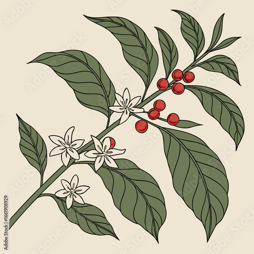 Illustration of a coffee plant branch with green leaves white flowers and red coffee cherries